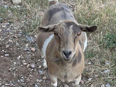 Fainting Goats