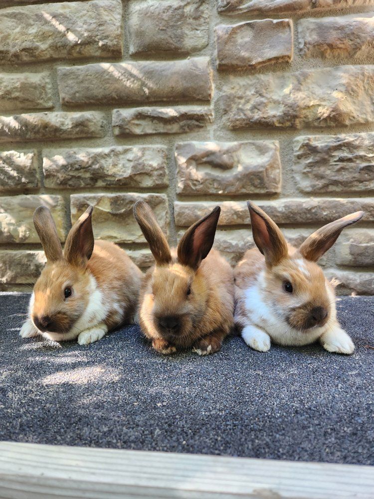 Cute Rex Mix Baby Bunnies - All Female