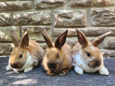 Cute Rex Mix Baby Bunnies - All Female