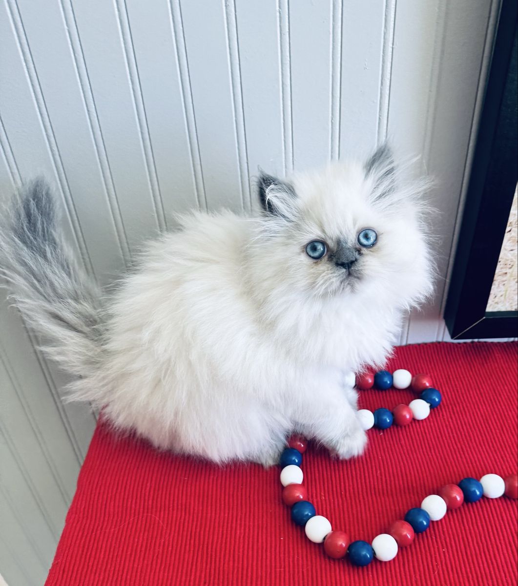 Gorgeous Purebred Persian Kitten
