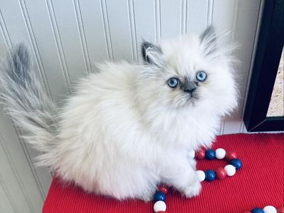 Gorgeous Purebred Persian Kitten