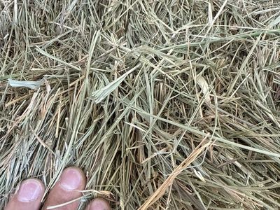 1st crop orchard grass bales