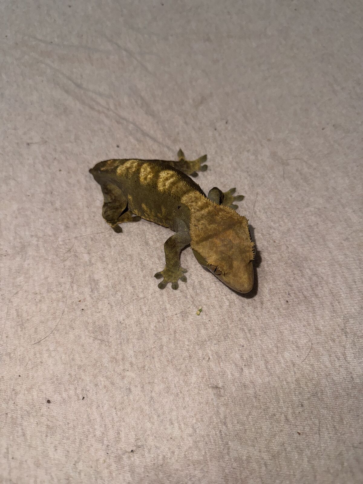 Female Olive Pinstripe Crested Gecko