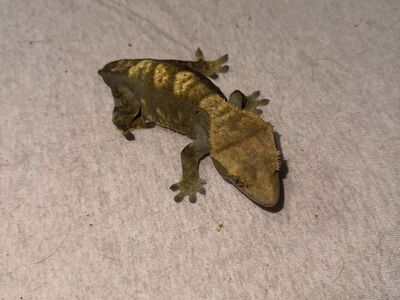 Female Olive Pinstripe Crested Gecko