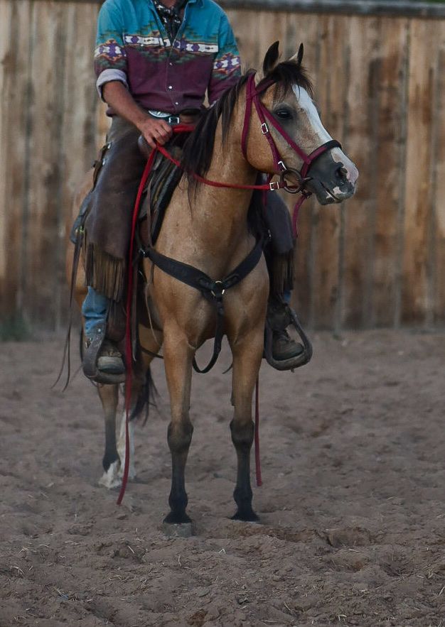 16 yr old Welsh mare