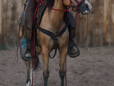 16 yr old Welsh mare