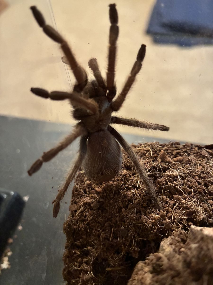 Aphonopelma chalcodes for sale