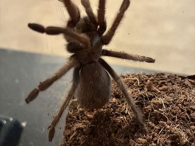 Aphonopelma chalcodes for sale