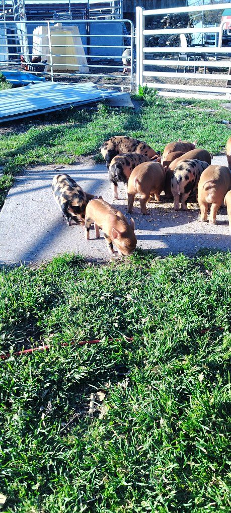 Adorable Kune piglets ..  Maple Kunes