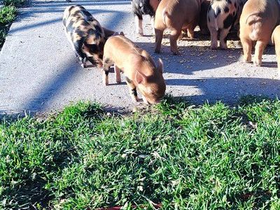 Adorable Kune piglets .. Maple Kunes