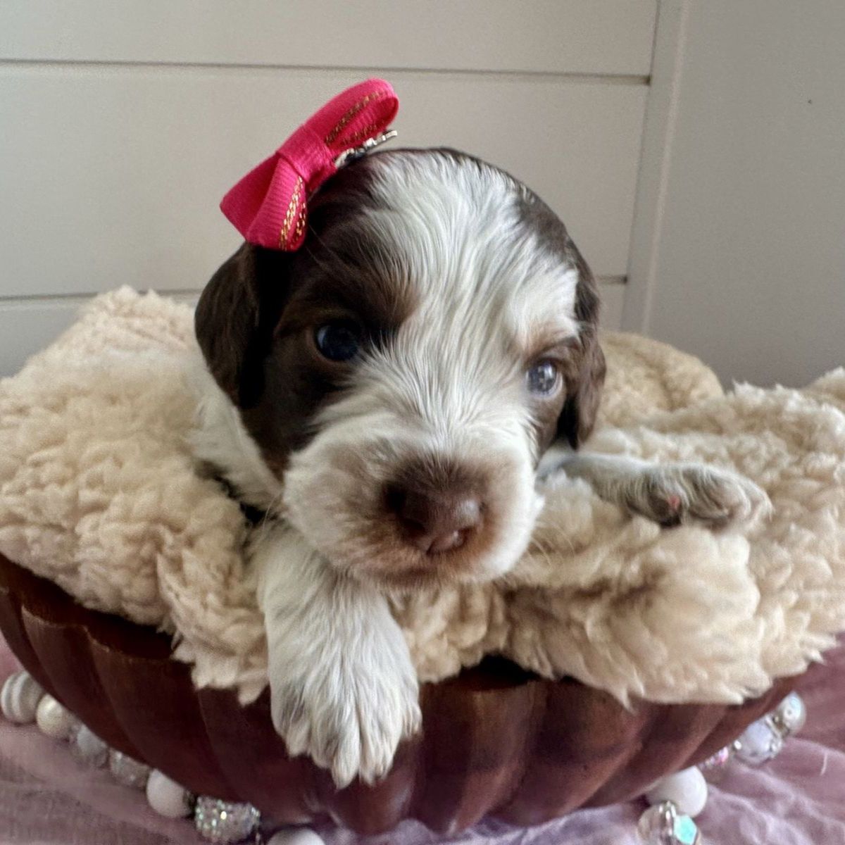 Mini Australian Bernedoodles