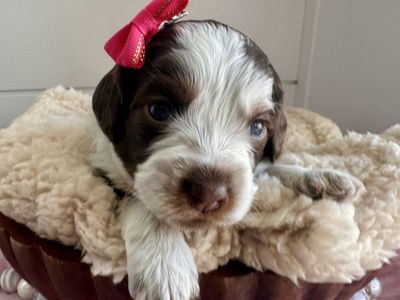 Mini Australian Bernedoodles