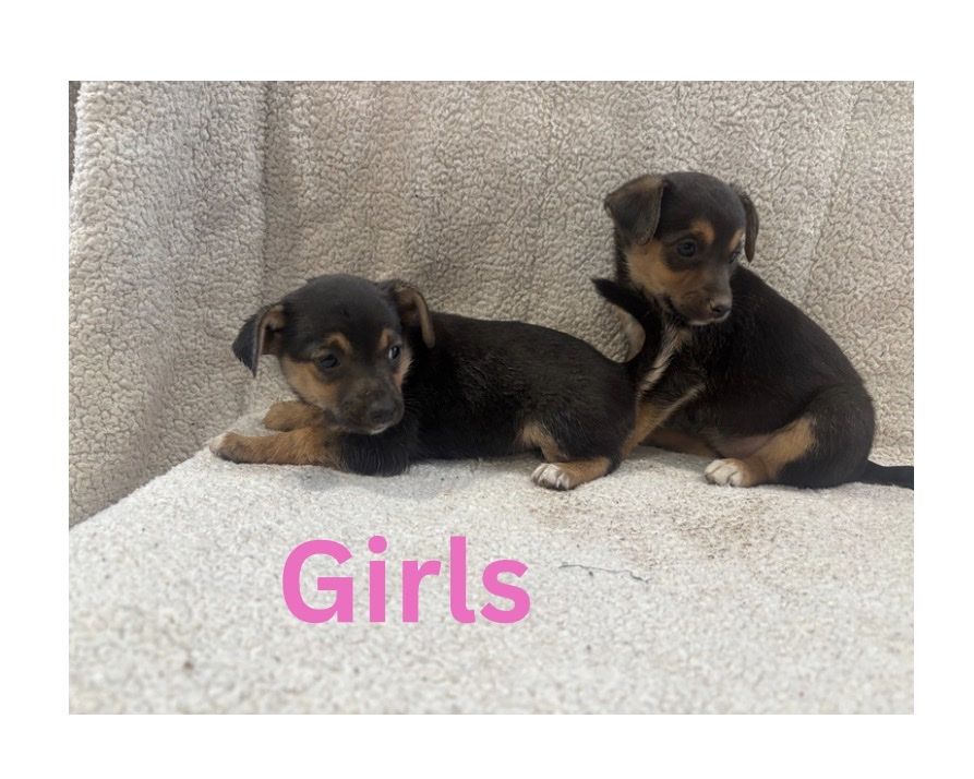 Corgi Chihuahua Mix Puppies - 6 Weeks Old