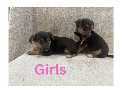 Corgi Chihuahua Mix Puppies - 6 Weeks Old