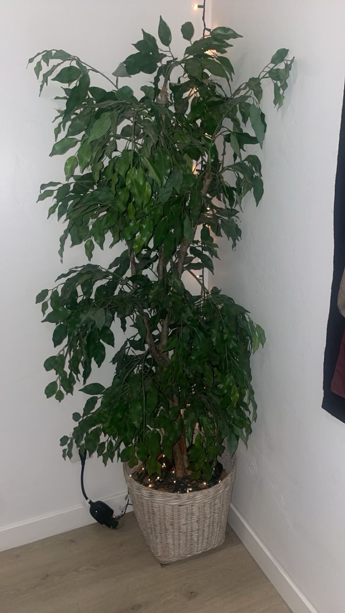 Main image 2