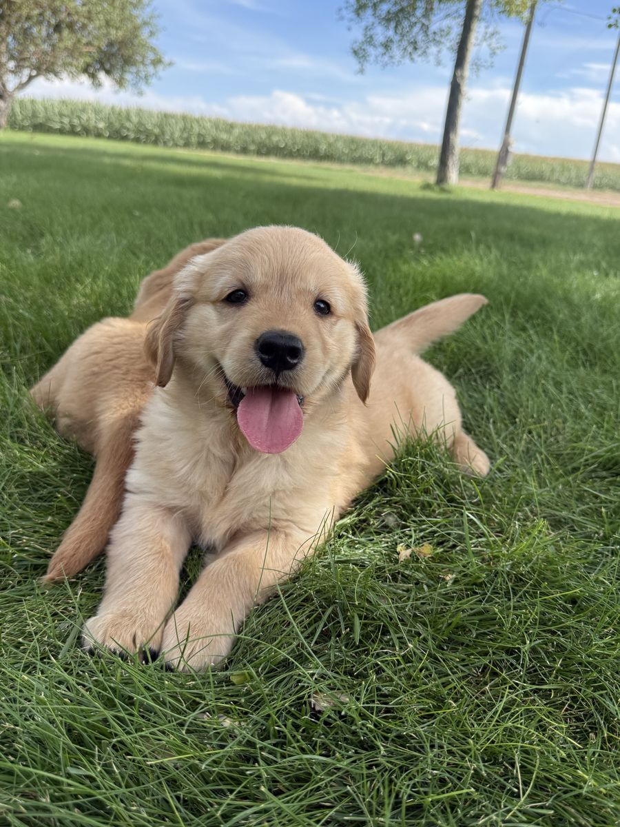 AKC Golden Retriever puppies