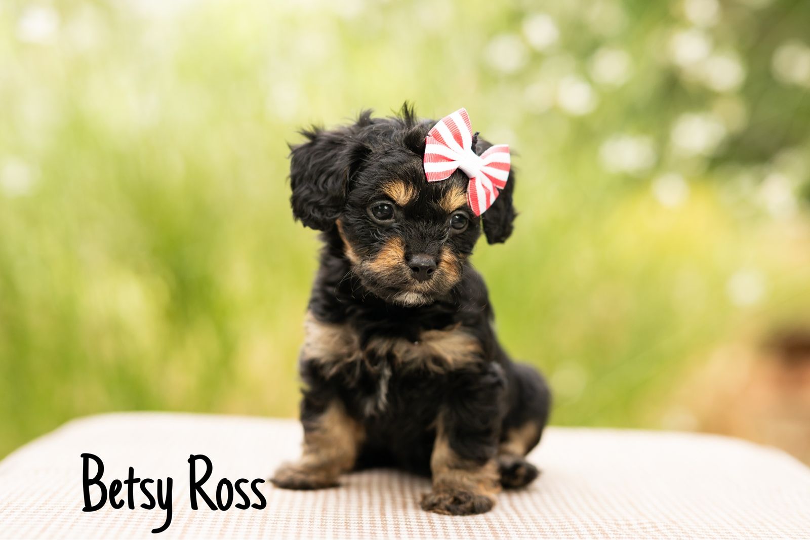 Cavapoo puppies
