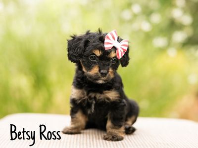 Cavapoo puppies