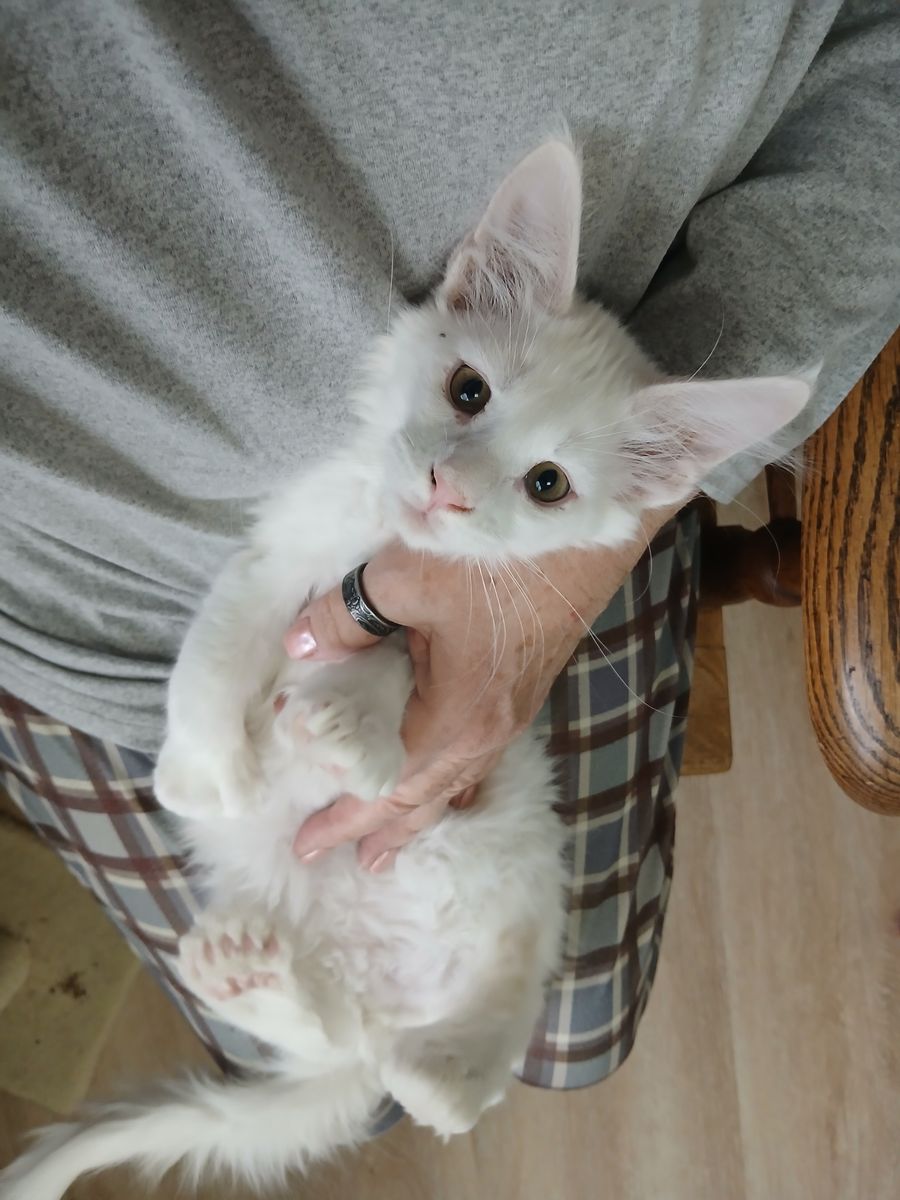 European Polydactyl Maine Coon