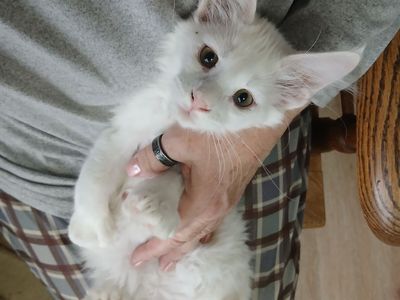 European Polydactyl Maine Coon