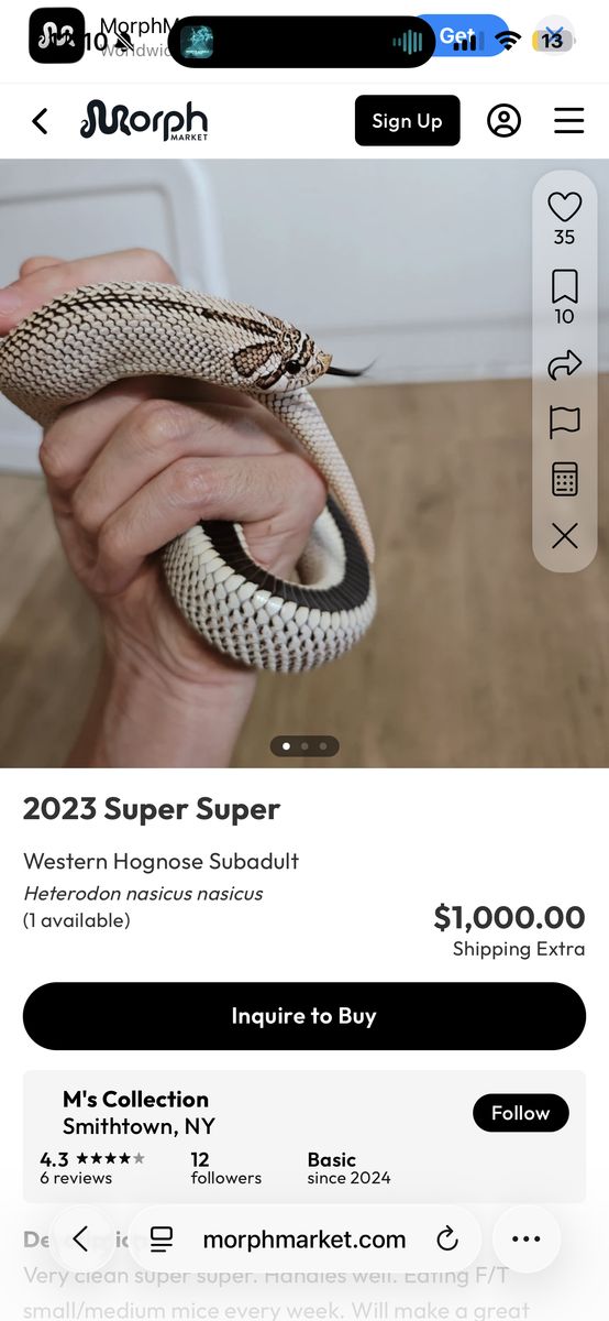 Arctic Superconda Hognose