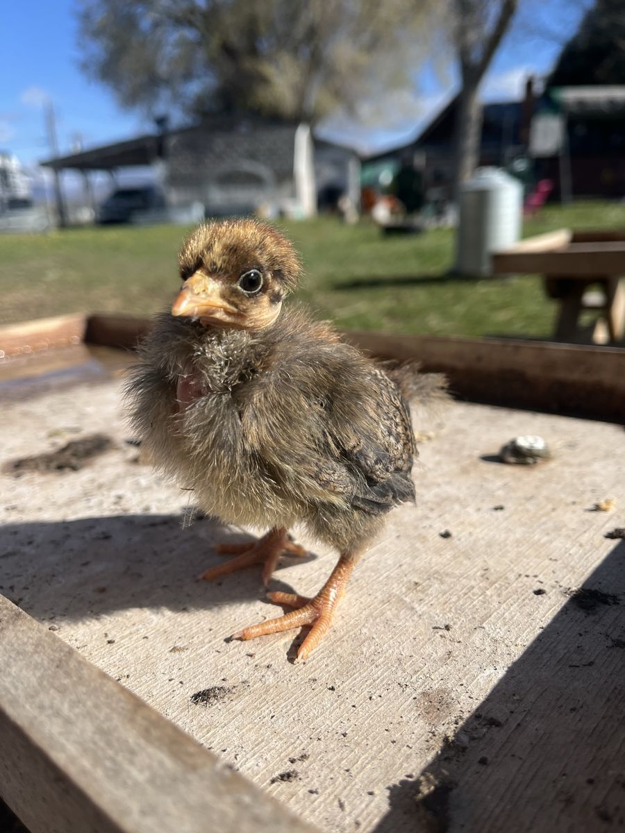 Turken Naked Neck Chicks