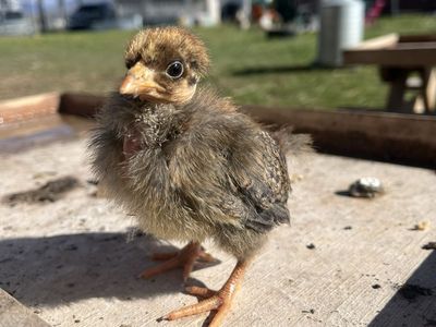 Turken Naked Neck Chicks