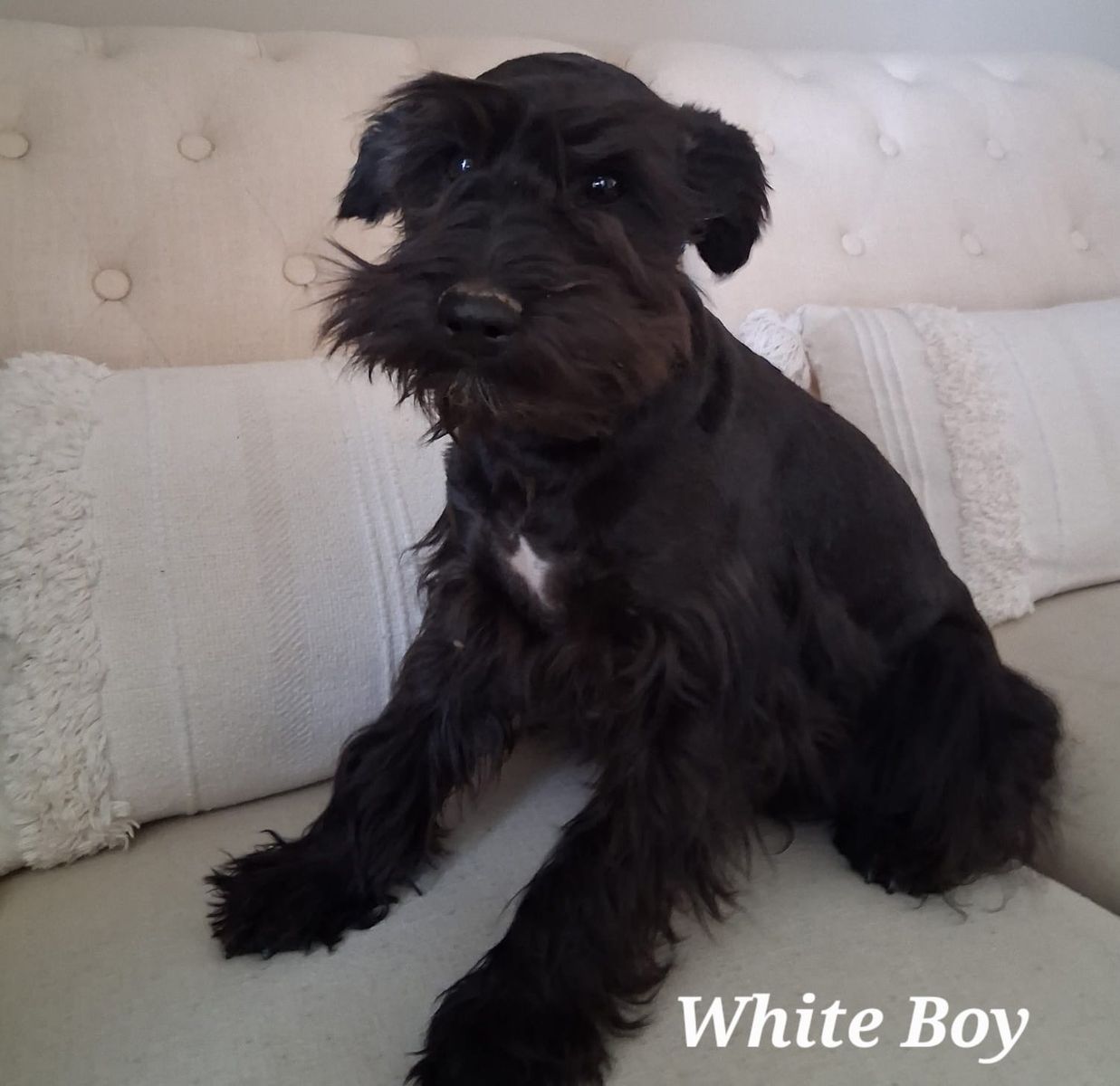 Mini schnauzer 4 months old $500