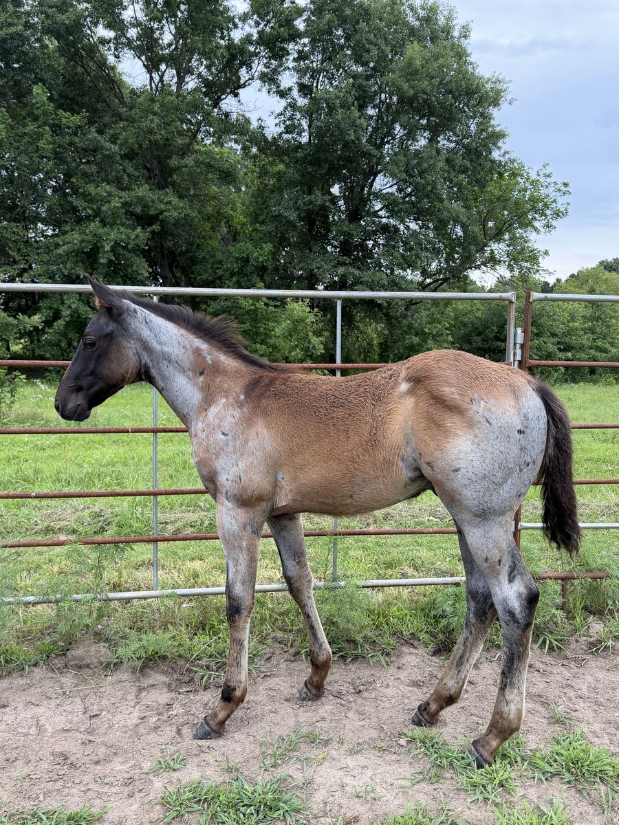 Pitzer Ranch/Lauing Ranch Stud Colt