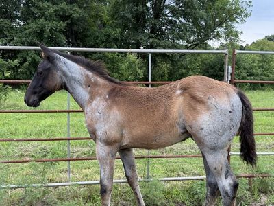 Pitzer Ranch/Lauing Ranch Stud Colt