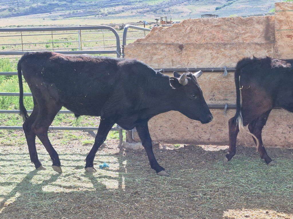 Coriente steer for sale