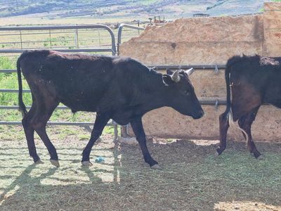 Coriente steer for sale