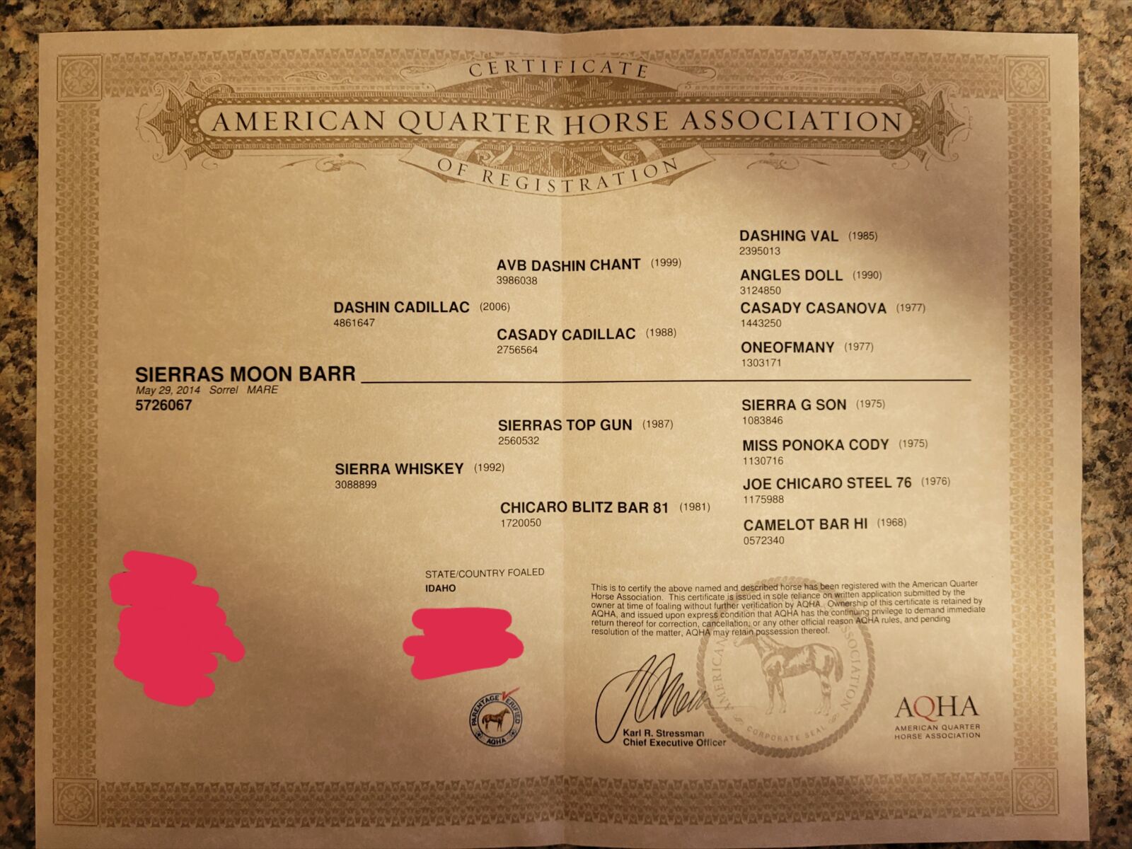 2014 AQHA Sorrel mare