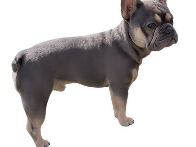 French Bulldog *Stud Only*
