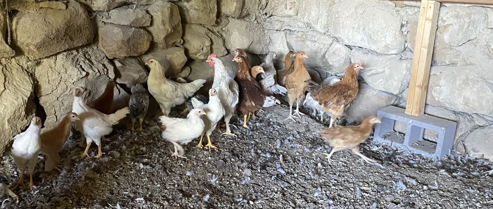 Pullets, Cockerels, & Chicks
