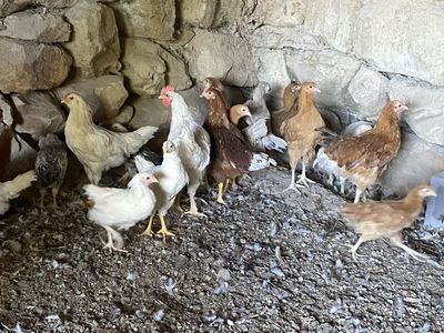 Pullets, Cockerels, & Chicks