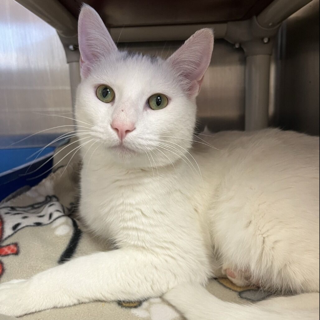 Hello my name is Greer