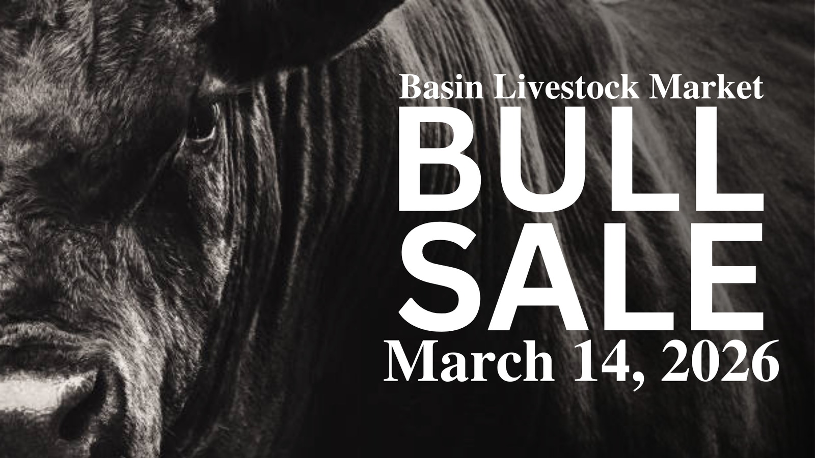 Basin Livestock Annual Bull Sale