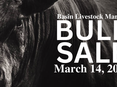 Basin Livestock Annual Bull Sale