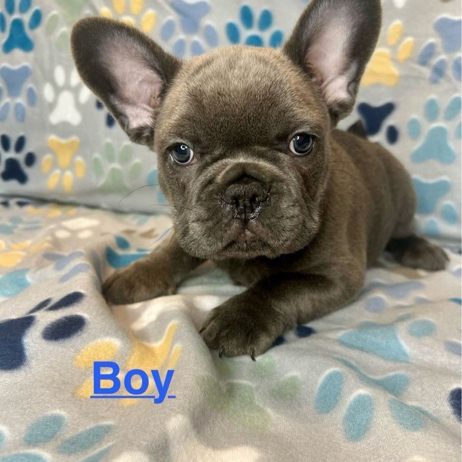 AKC French Bulldog Puppies