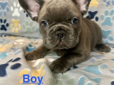 AKC French Bulldog Puppies