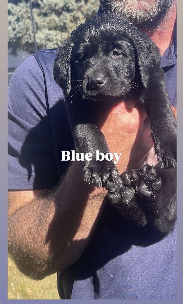yellow And Black Pointing Labs