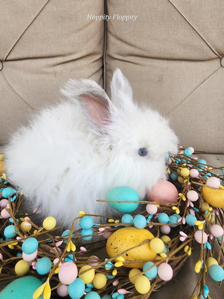 Lilac Ermine English Angora Buck