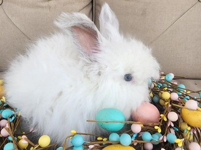 Lilac Ermine English Angora Buck