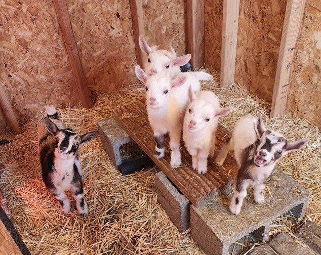 ADGA Nigerian Dwarf Goat Kids