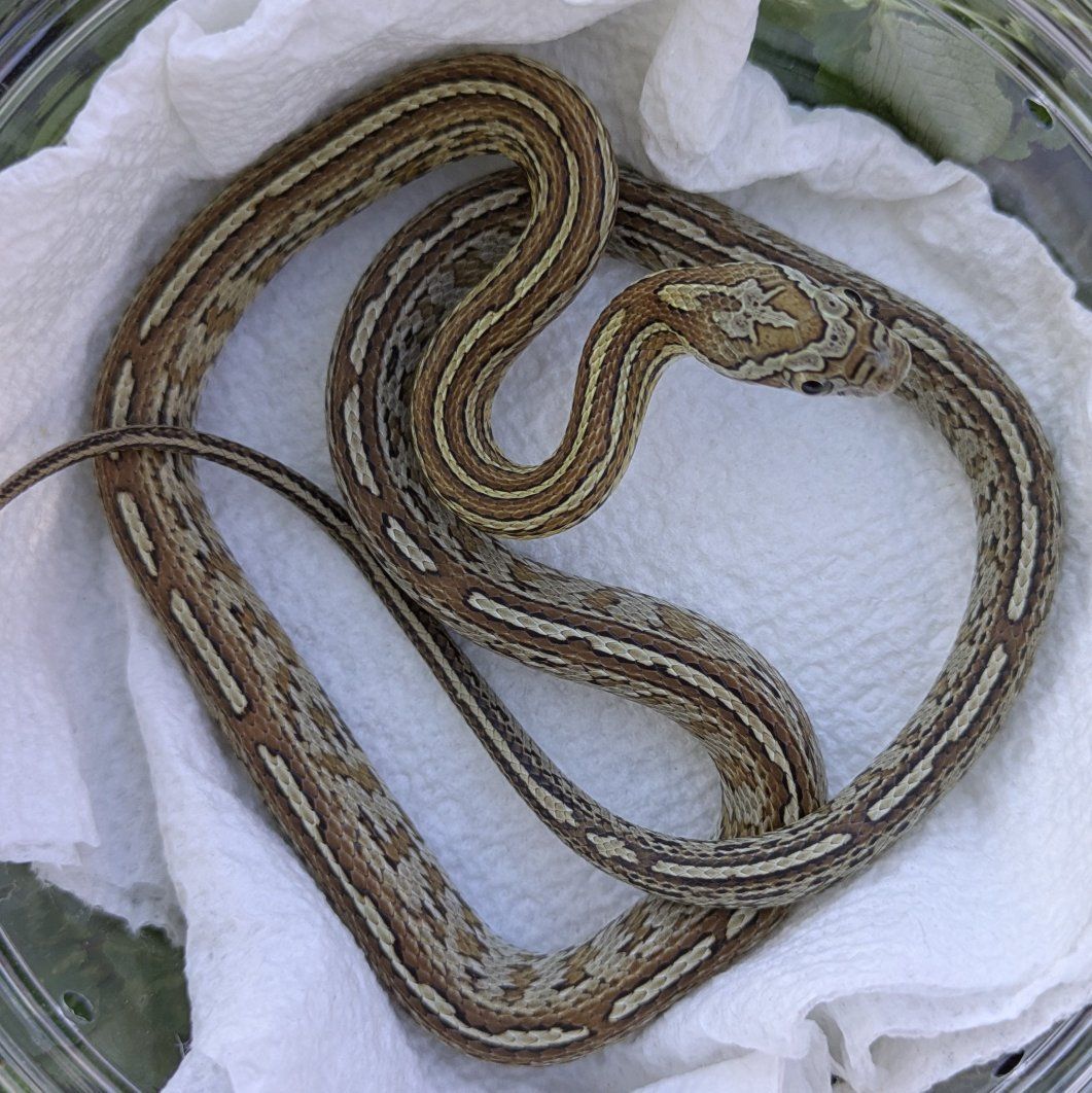 2025 Male Caramel Tessera Het Amel SK ph Motley