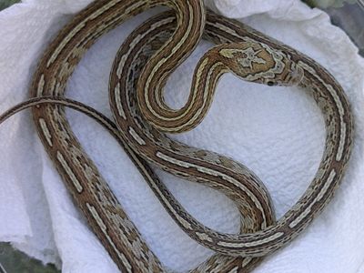 2025 Male Caramel Tessera Het Amel SK ph Motley