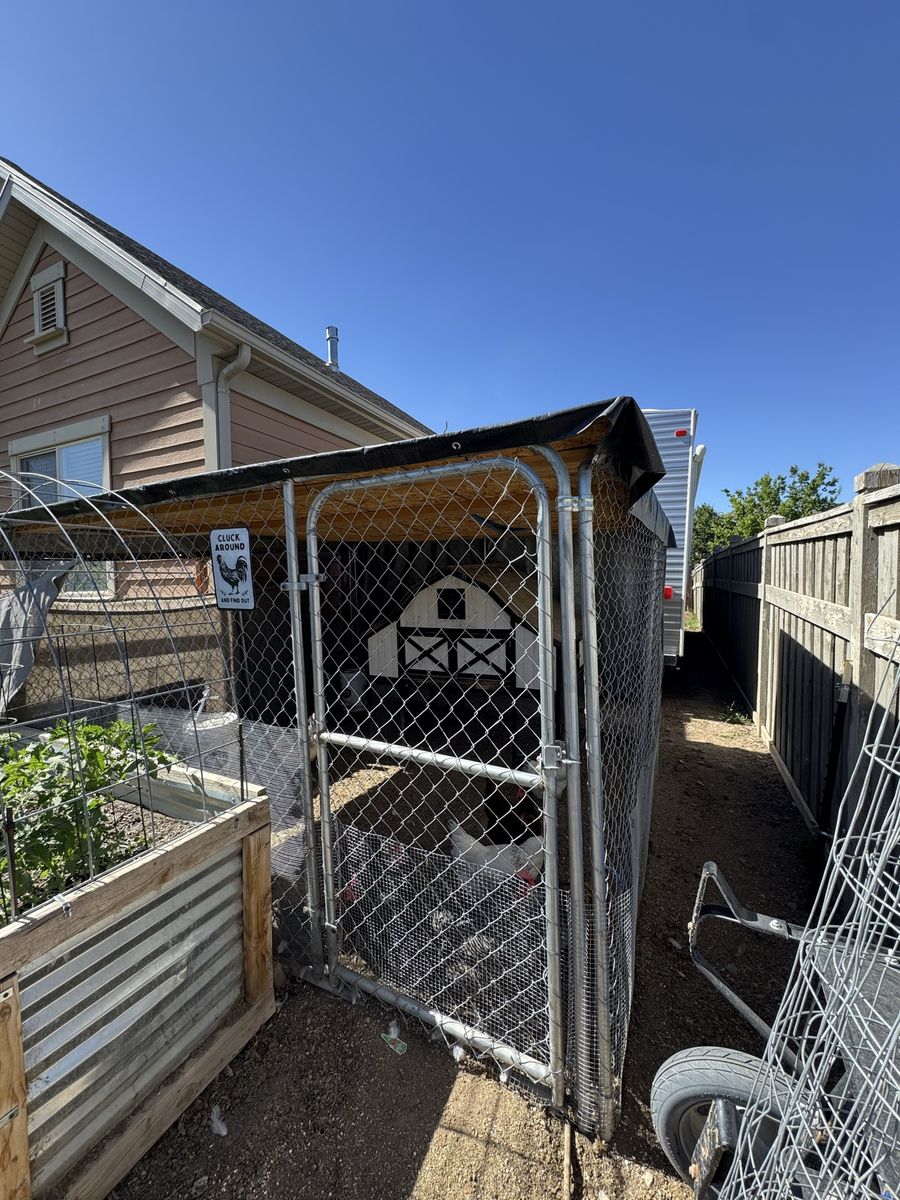 Chickens and coop set up