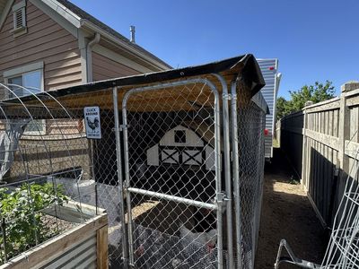Chickens and coop set up