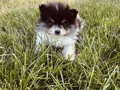Adorable Pomeranian Male Puppy